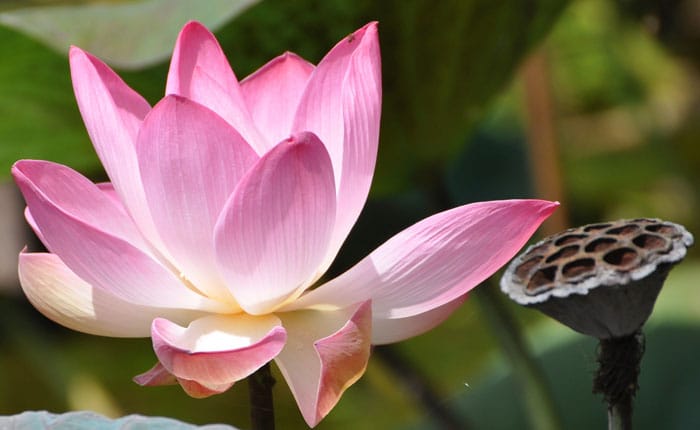 Awakening, Enlightenment & Wisdom