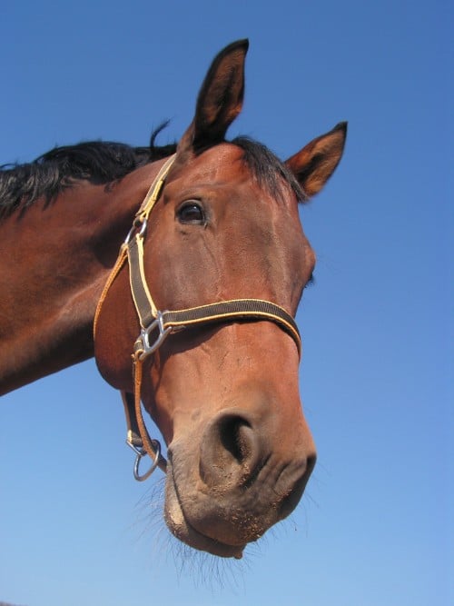 horse before cart